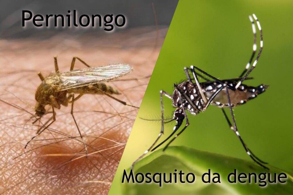 Conhe A As Diferen As Entre O Pernilongo E O Mosquito Da Dengue Simepar